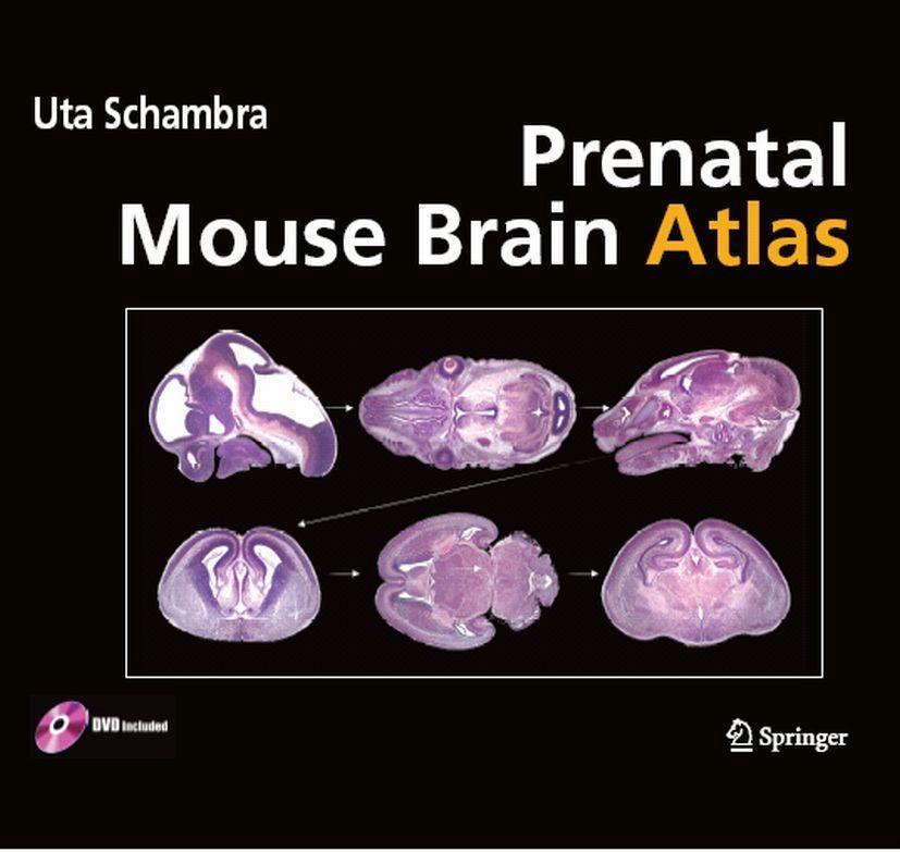 Produktbild: Prenatal Mouse Brain Atlas | Uta Schambra