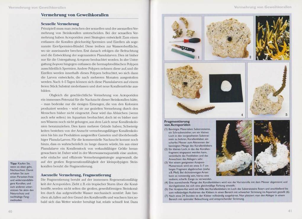Weitere Ansicht: Art für Art 15. Acropora-Geweihkorallen | Dieter Brockmann