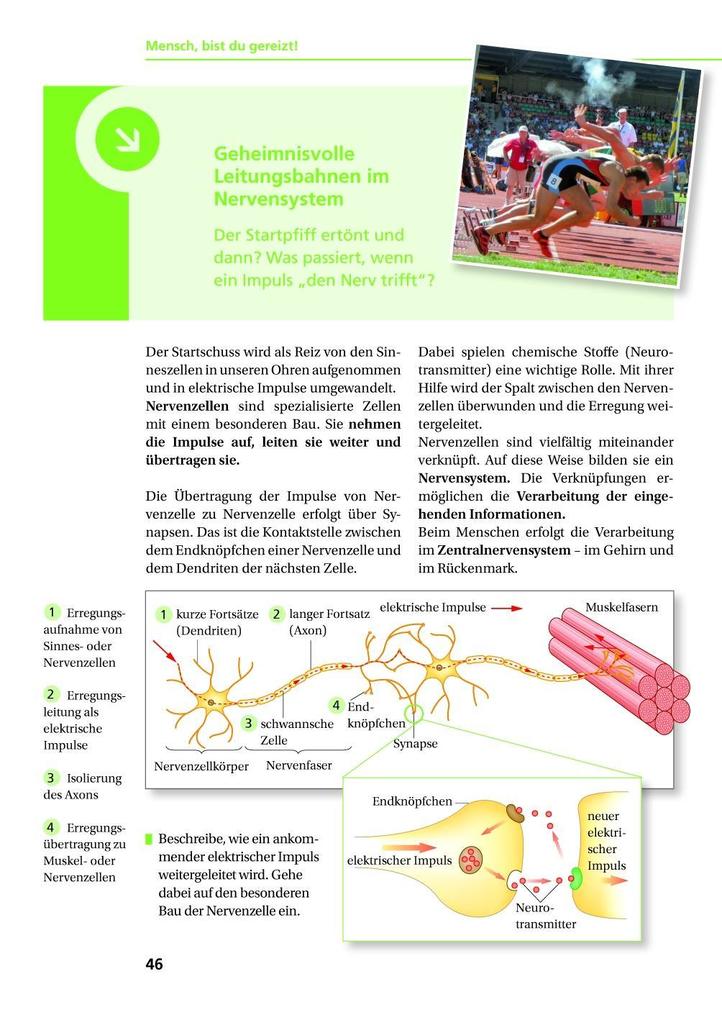 Weitere Ansicht: Biologie Na klar! 9/10 Lehrbuch Sachsen-Anhalt Sekundarschule