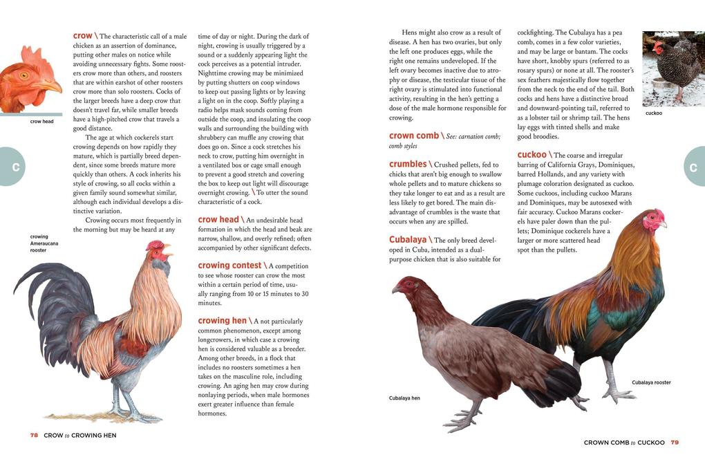 Weitere Ansicht: The Chicken Encyclopedia | Gail Damerow