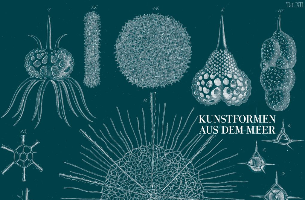 Weitere Ansicht: Ernst Haeckel | Olaf Breidbach