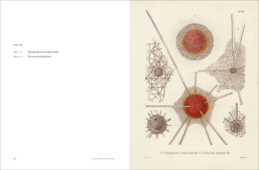 Weitere Ansicht: Ernst Haeckel | Olaf Breidbach