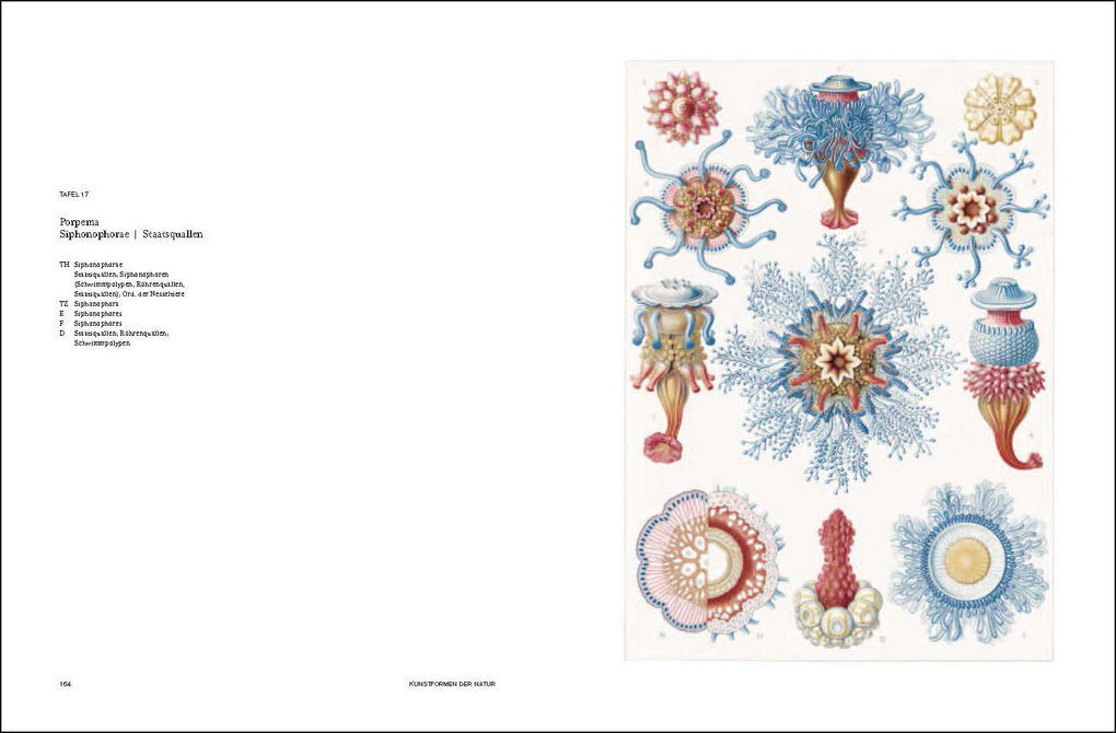 Weitere Ansicht: Ernst Haeckel | Olaf Breidbach