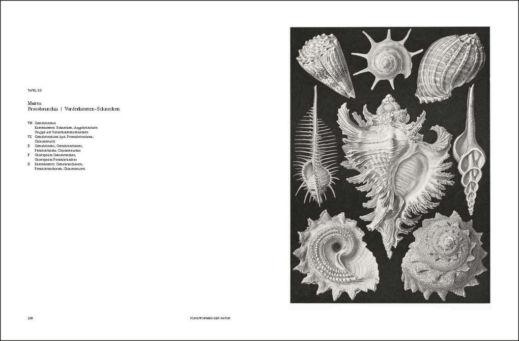 Weitere Ansicht: Ernst Haeckel | Olaf Breidbach