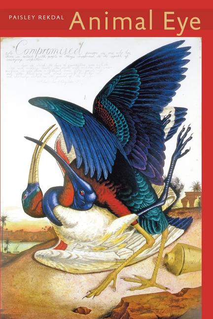 Produktbild: Animal Eye | Paisley Rekdal