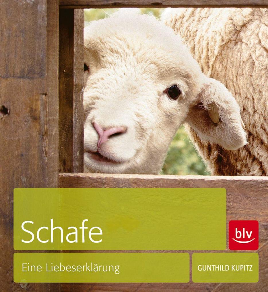 Produktbild: Schafe | Gunthild Kupitz