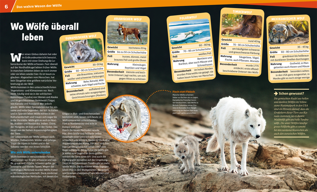 Weitere Ansicht: WAS IST WAS Band 104 Wölfe. Im Revier der grauen Jäger | Till Meyer