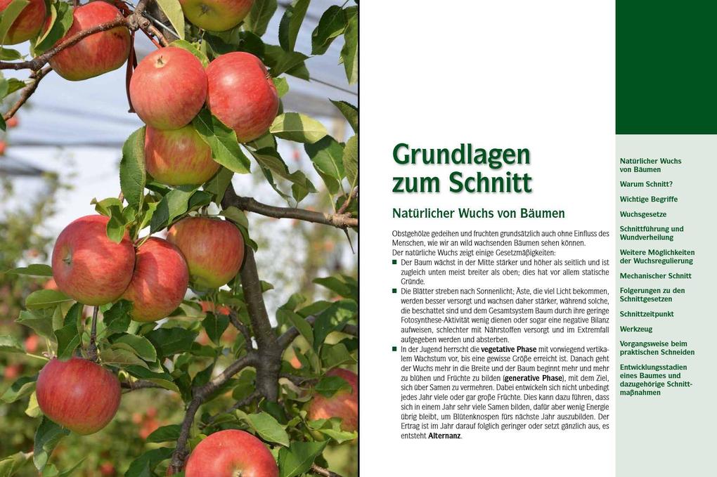 Weitere Ansicht: Der professionelle Obstbaumschnitt | Andreas Spornberger, Klemens Böck, Martin Filipp, Franz Kaltenberger, Stephanie Letzbor-Kalusch