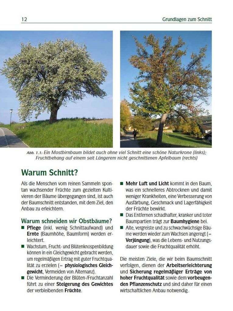 Weitere Ansicht: Der professionelle Obstbaumschnitt | Andreas Spornberger, Klemens Böck, Martin Filipp, Franz Kaltenberger, Stephanie Letzbor-Kalusch