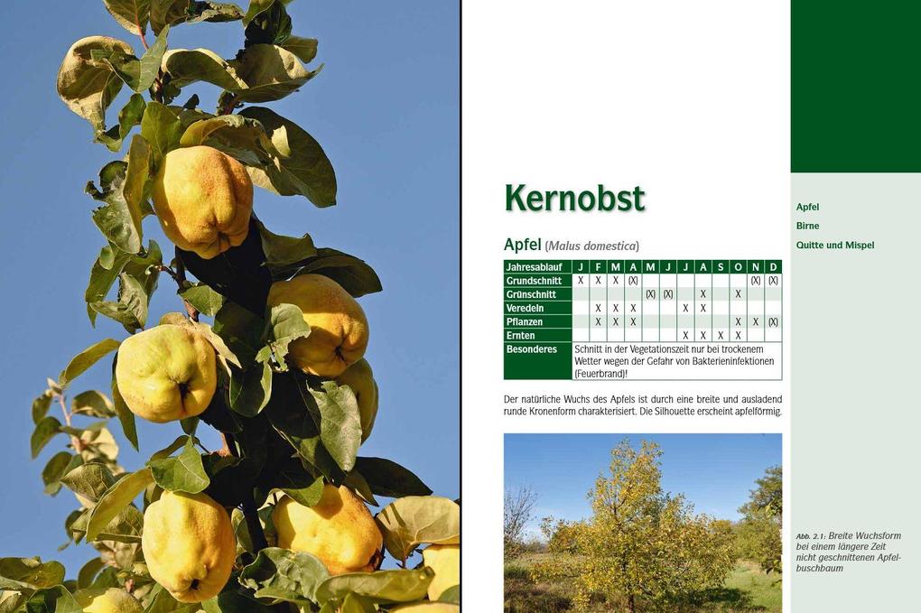 Weitere Ansicht: Der professionelle Obstbaumschnitt | Andreas Spornberger, Klemens Böck, Martin Filipp, Franz Kaltenberger, Stephanie Letzbor-Kalusch