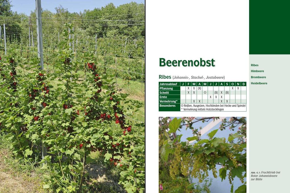 Weitere Ansicht: Der professionelle Obstbaumschnitt | Andreas Spornberger, Klemens Böck, Martin Filipp, Franz Kaltenberger, Stephanie Letzbor-Kalusch