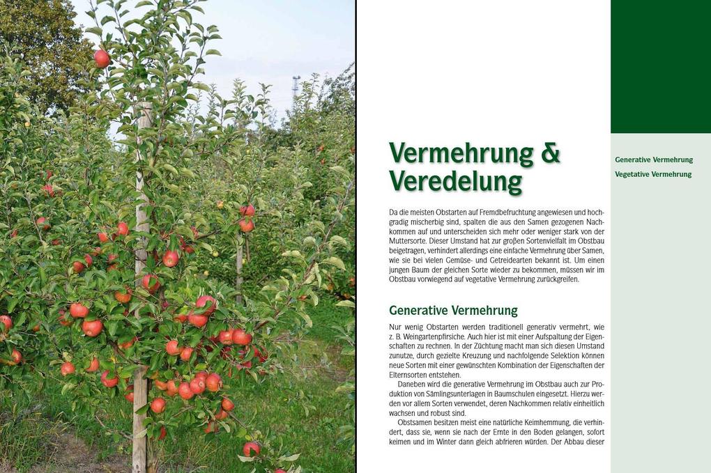 Weitere Ansicht: Der professionelle Obstbaumschnitt | Andreas Spornberger, Klemens Böck, Martin Filipp, Franz Kaltenberger, Stephanie Letzbor-Kalusch