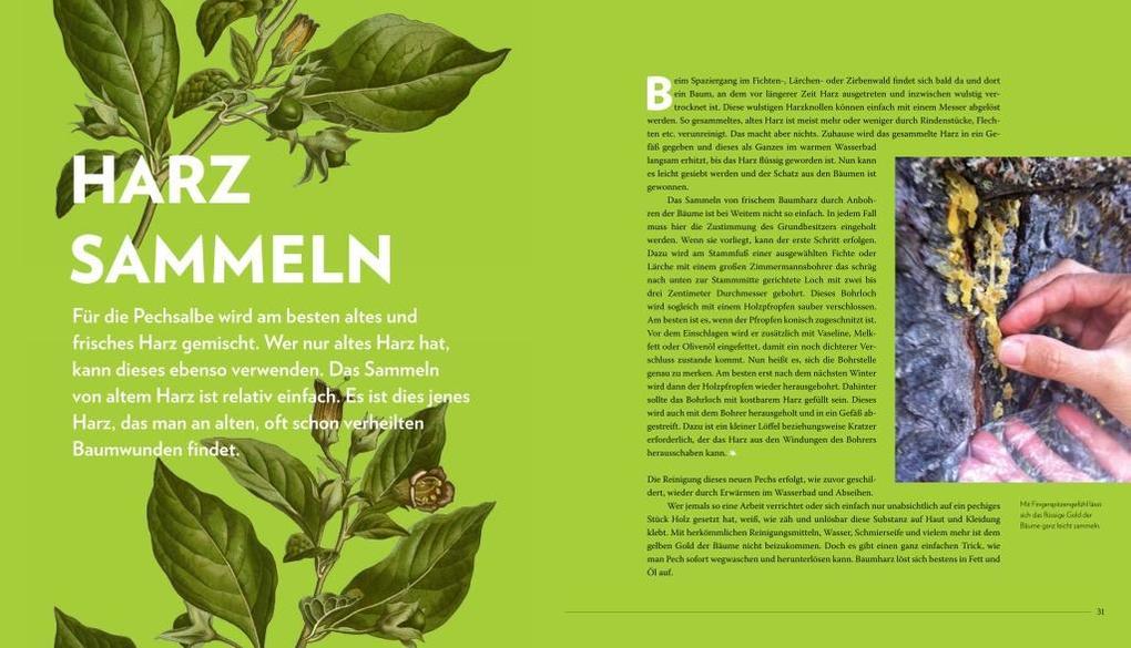 Weitere Ansicht: Die sanfte Medizin der Bäume | Erwin Thoma, Maximilian Moser