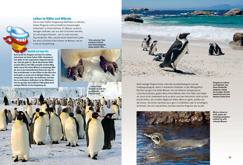 Weitere Ansicht: Entdecke die Pinguine | Thomas Schmidt