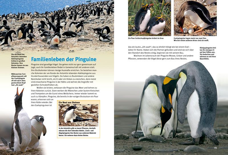 Weitere Ansicht: Entdecke die Pinguine | Thomas Schmidt