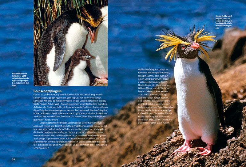 Weitere Ansicht: Entdecke die Pinguine | Thomas Schmidt
