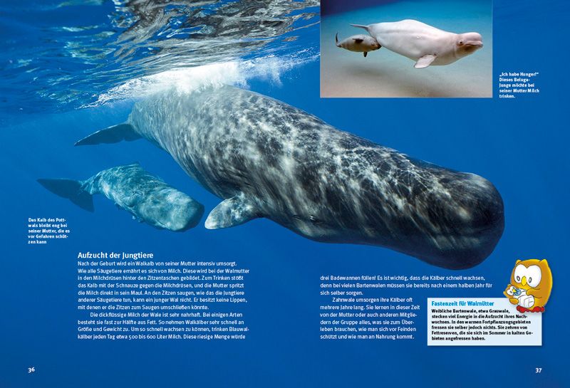 Weitere Ansicht: Entdecke die Wale | Thorsten Pickel