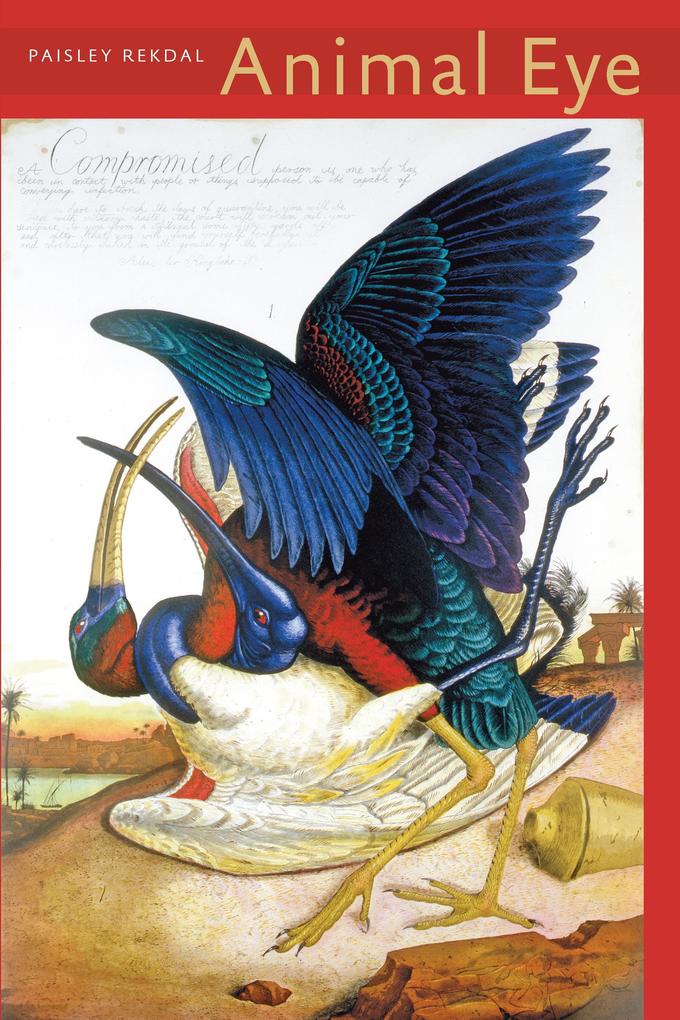 Produktbild: Animal Eye | Paisley Rekdal