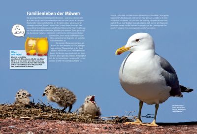 Weitere Ansicht: Entdecke die Möwen | Thomas Schmidt
