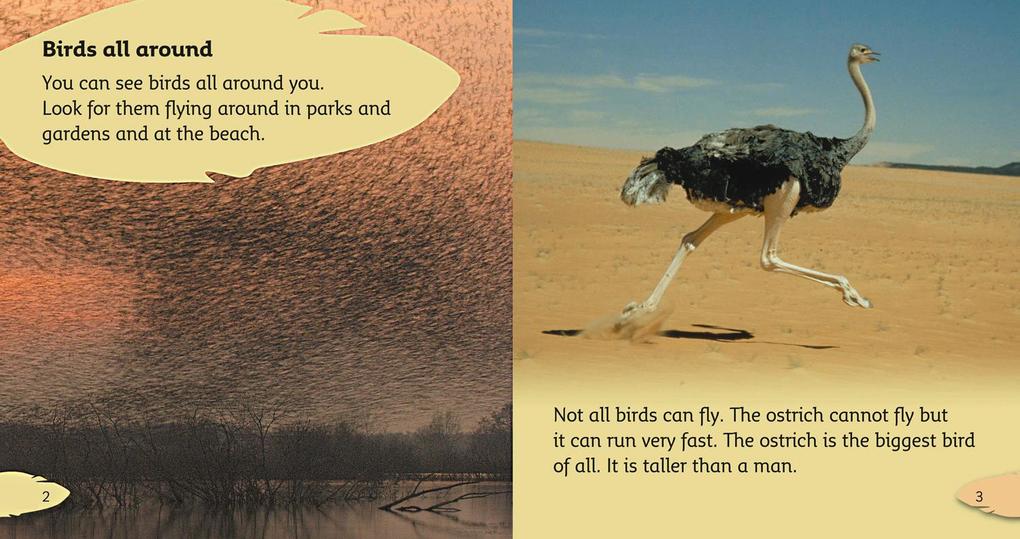 Weitere Ansicht: BIG CAT PHONICS - BIRDS | Jilly McLeod