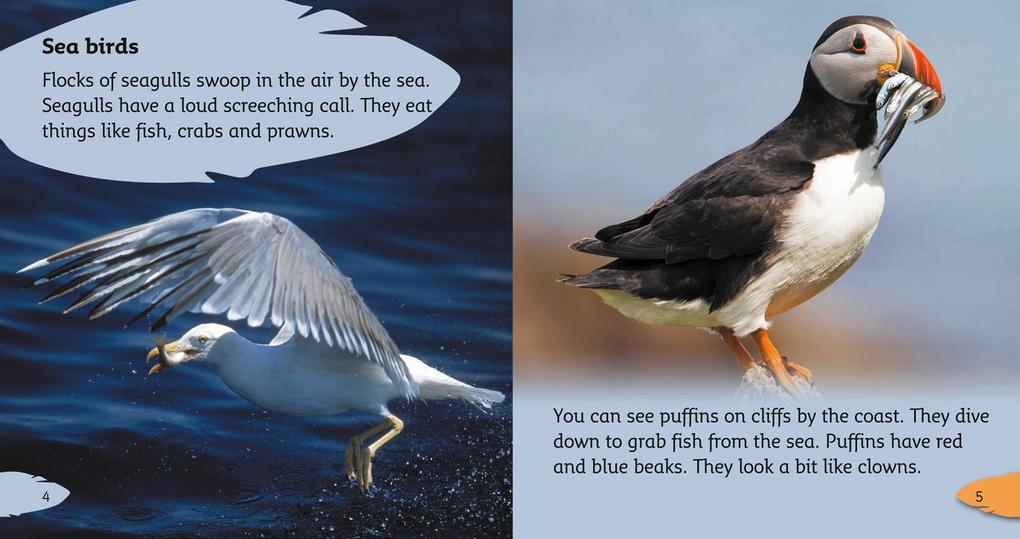 Weitere Ansicht: BIG CAT PHONICS - BIRDS | Jilly McLeod