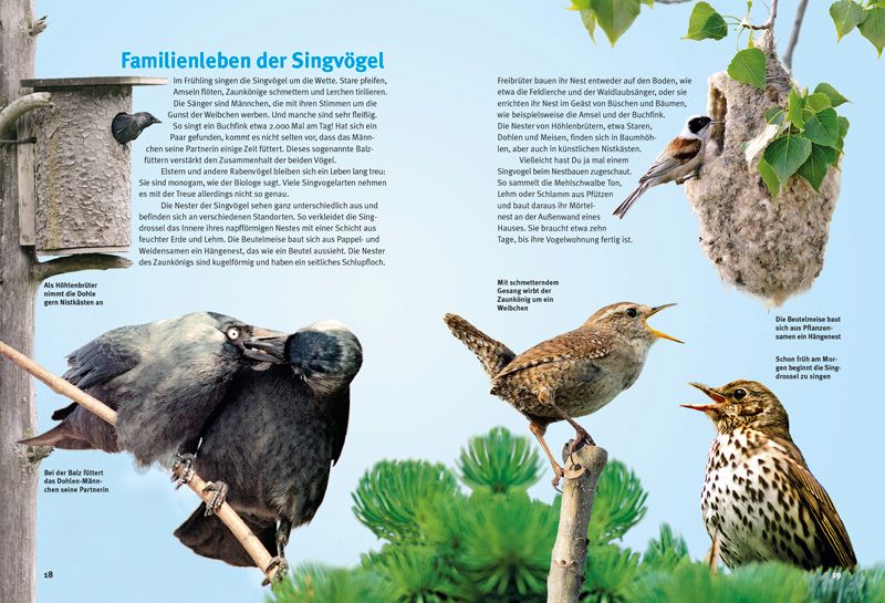 Weitere Ansicht: Entdecke die Singvögel | Thomas Schmidt