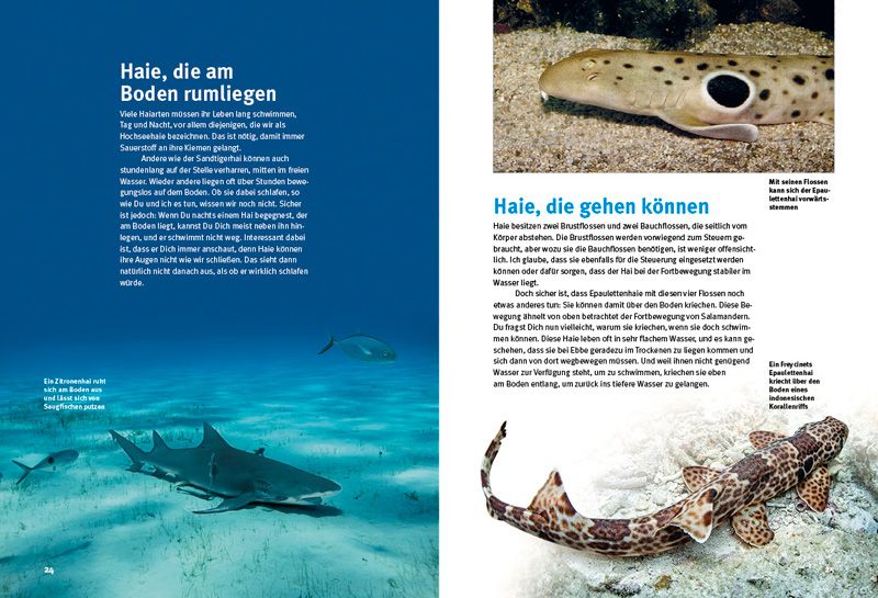 Weitere Ansicht: Entdecke die Haie | Erich Ritter