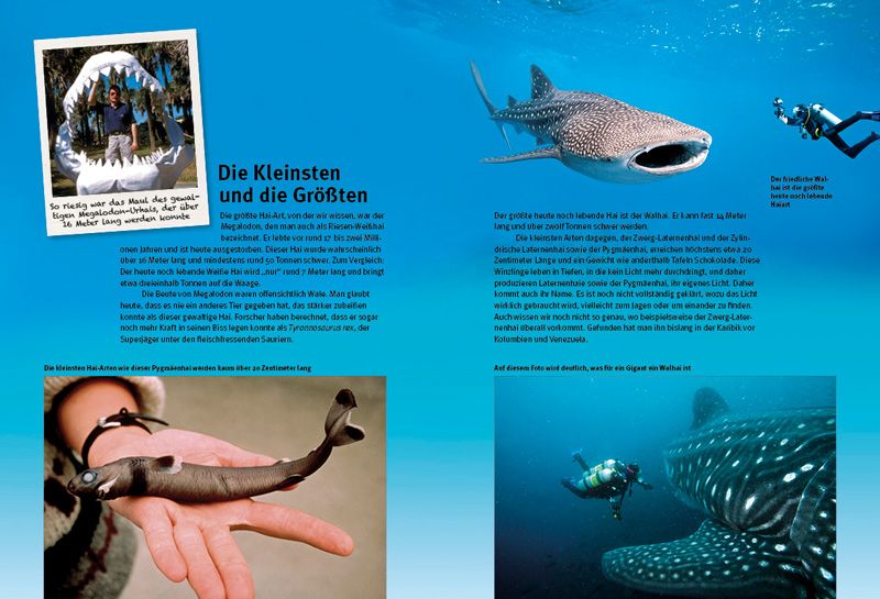 Weitere Ansicht: Entdecke die Haie | Erich Ritter