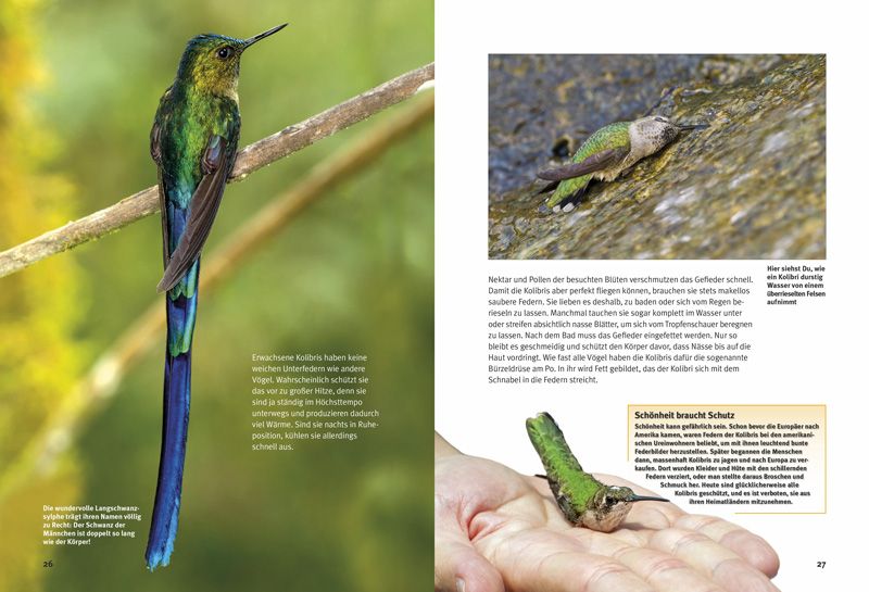 Weitere Ansicht: Entdecke die Kolibris | Leonie Proscurcin