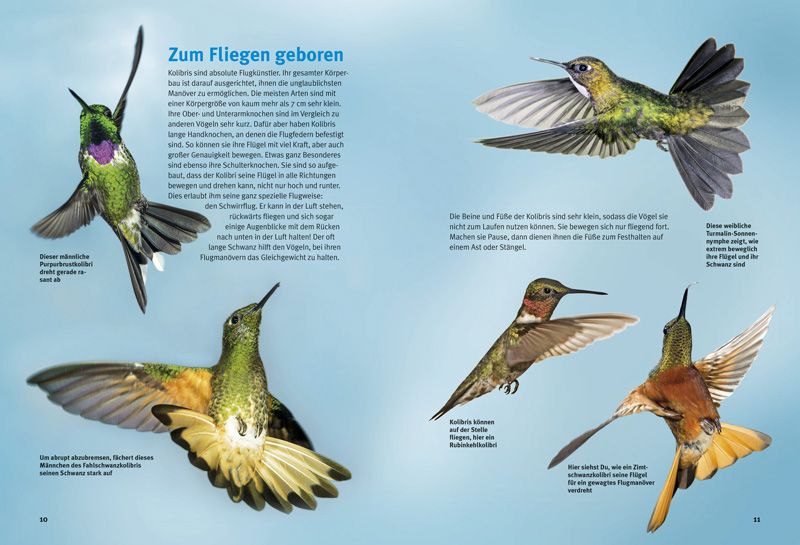 Weitere Ansicht: Entdecke die Kolibris | Leonie Proscurcin