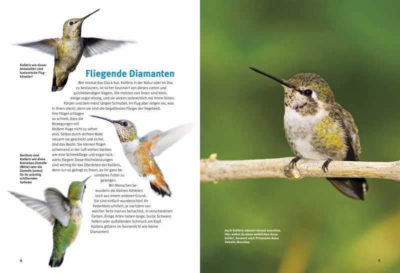 Weitere Ansicht: Entdecke die Kolibris | Leonie Proscurcin