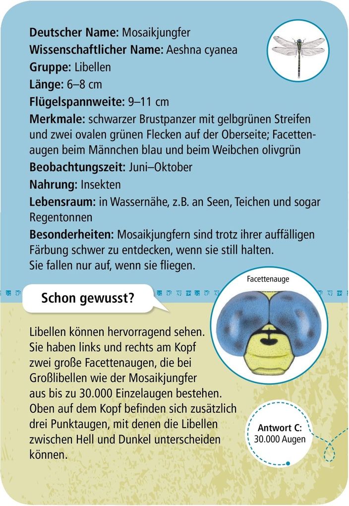 Weitere Ansicht: Expedition Natur: 50 heimische Insekten & Spinnen