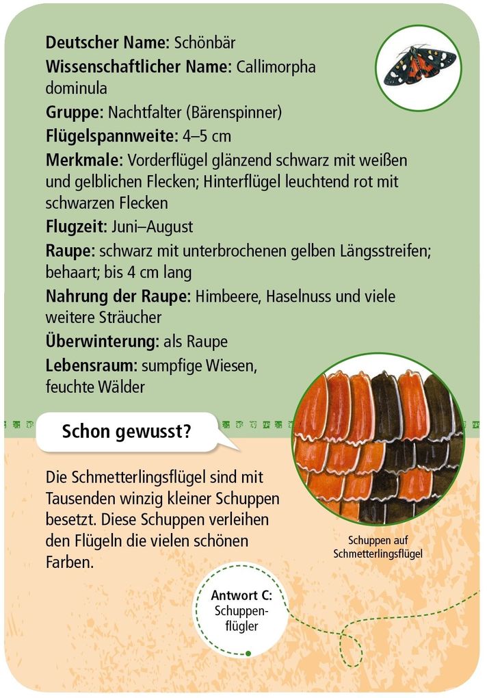 Weitere Ansicht: Expedition Natur: 50 heimische Schmetterlinge