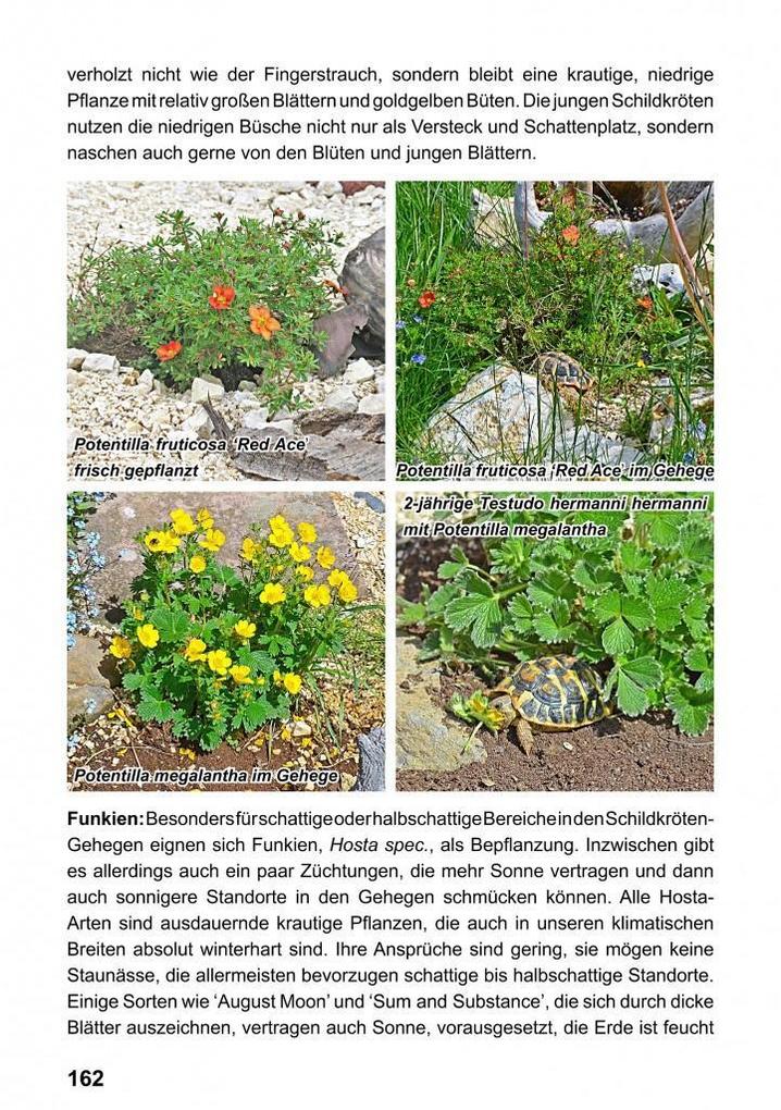 Weitere Ansicht: Landschildkröten-Freilandanlagen | Ricarda Schramm