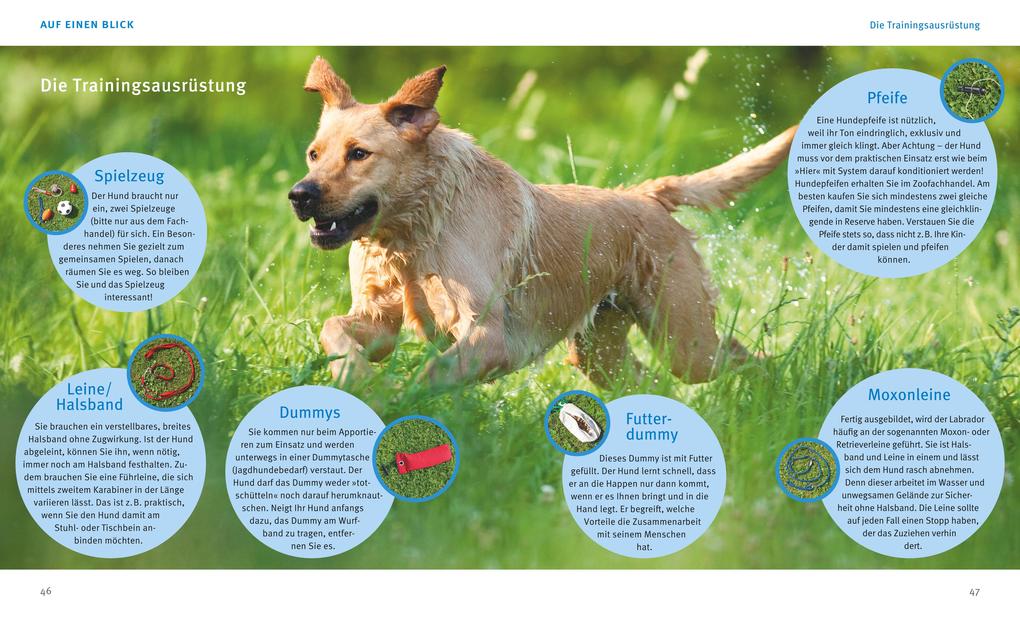 Weitere Ansicht: Labrador Retriever | Katharina Schlegl-Kofler