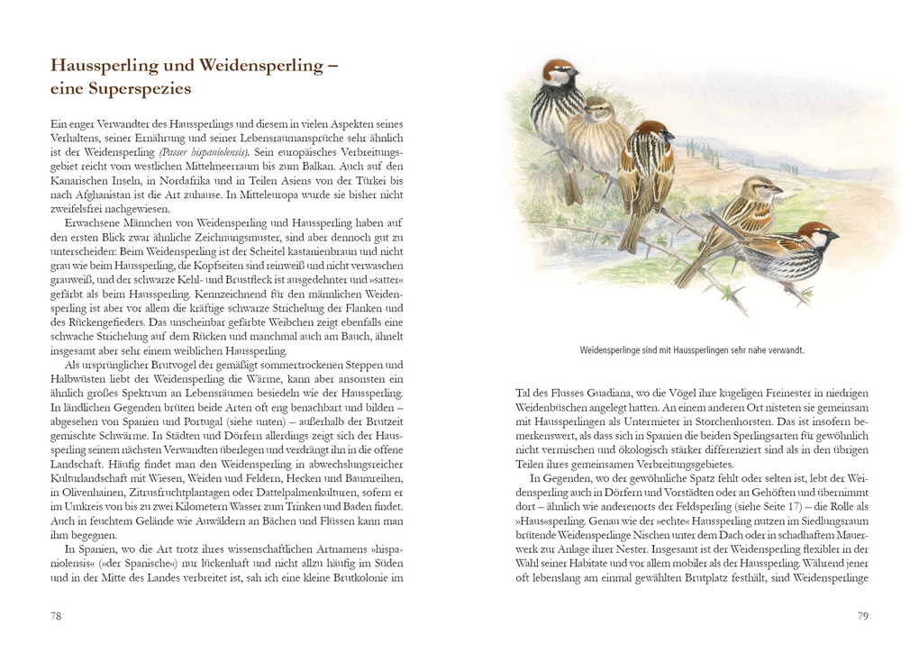 Weitere Ansicht: Mehr Platz für den Spatz! | Uwe Westphal