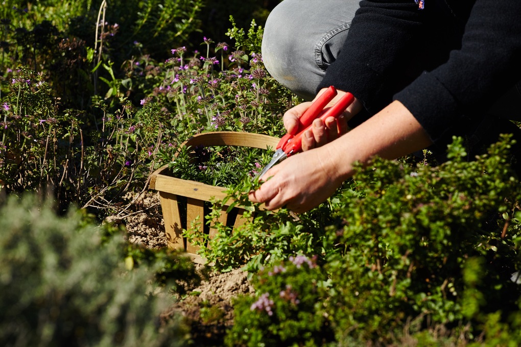 Weitere Ansicht: Kräuter richtig anbauen | Andrea Heistinger, Verein ARCHE NOAH, Arche Noah