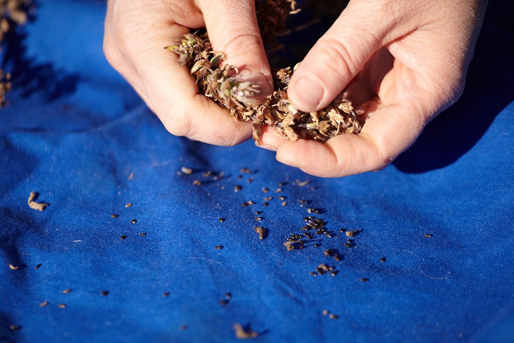 Weitere Ansicht: Kräuter richtig anbauen | Andrea Heistinger, Verein ARCHE NOAH, Arche Noah