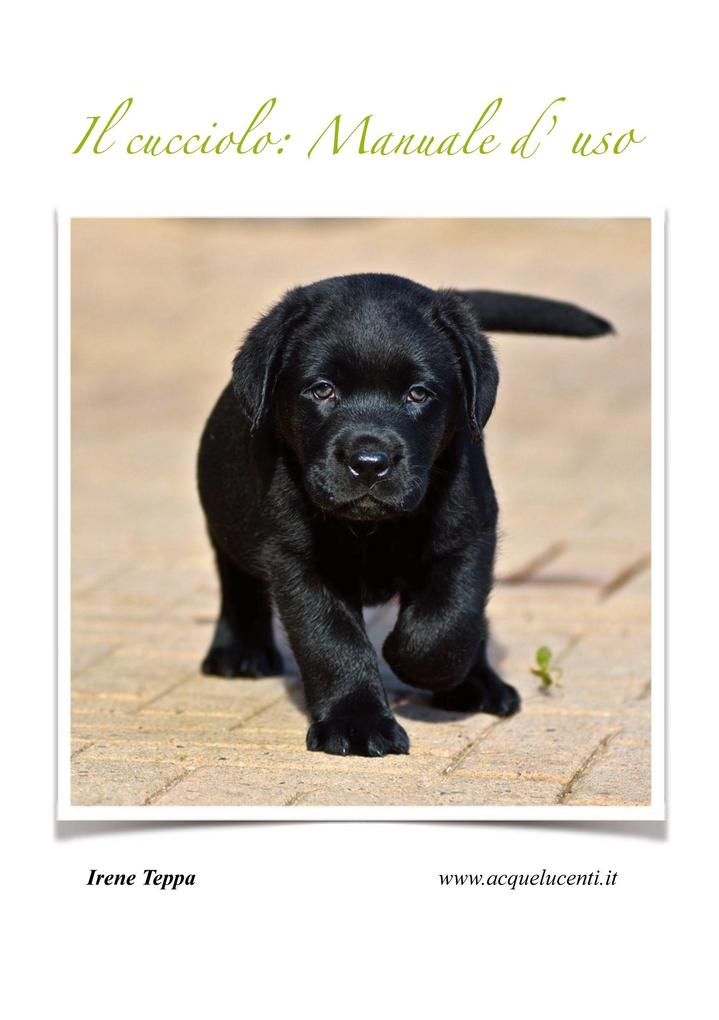 Produktbild: Il cucciolo | Irene Teppa