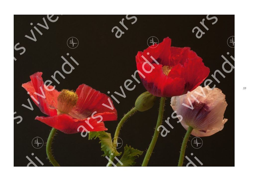 Weitere Ansicht: Poesie der Blumen | Isolde Ohlbaum