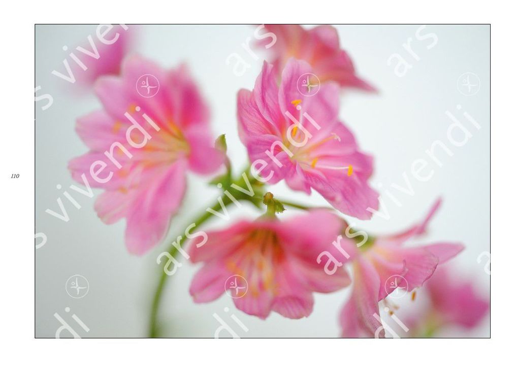 Weitere Ansicht: Poesie der Blumen | Isolde Ohlbaum