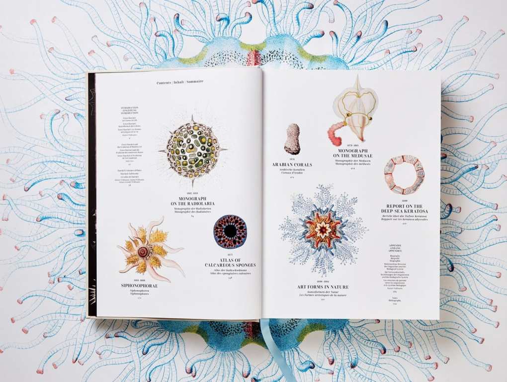 Weitere Ansicht: The Art and Science of Ernst Haeckel | Rainer Willmann, Julia Voss