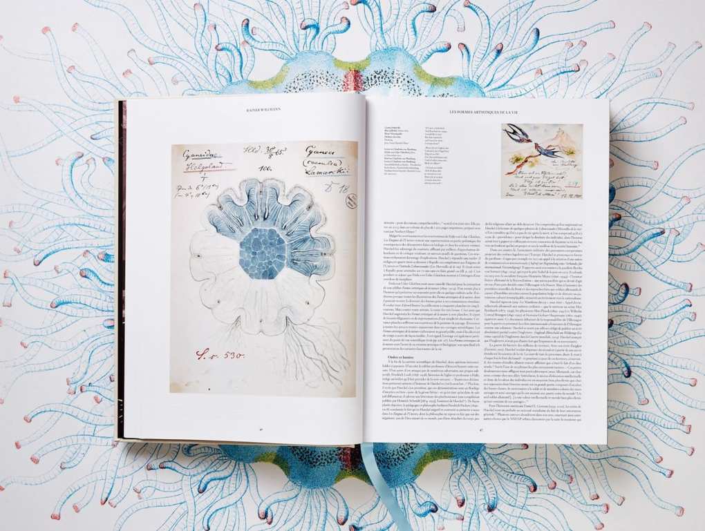 Weitere Ansicht: The Art and Science of Ernst Haeckel | Rainer Willmann, Julia Voss