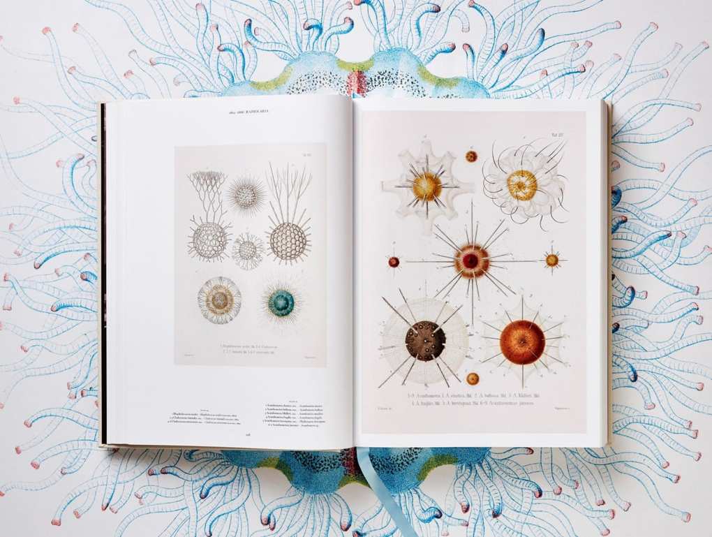 Weitere Ansicht: The Art and Science of Ernst Haeckel | Rainer Willmann, Julia Voss