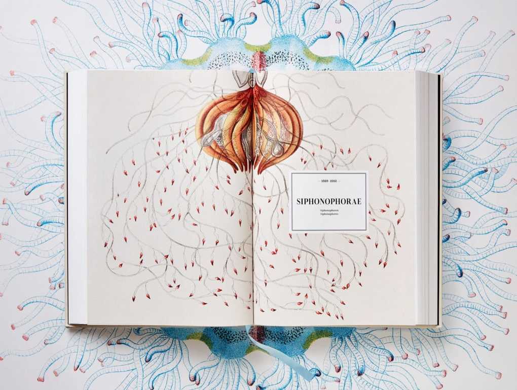 Weitere Ansicht: The Art and Science of Ernst Haeckel | Rainer Willmann, Julia Voss