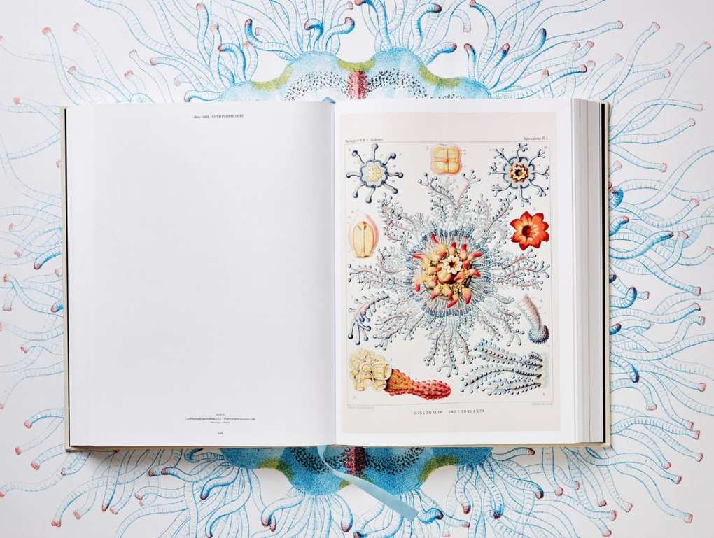 Weitere Ansicht: The Art and Science of Ernst Haeckel | Rainer Willmann, Julia Voss