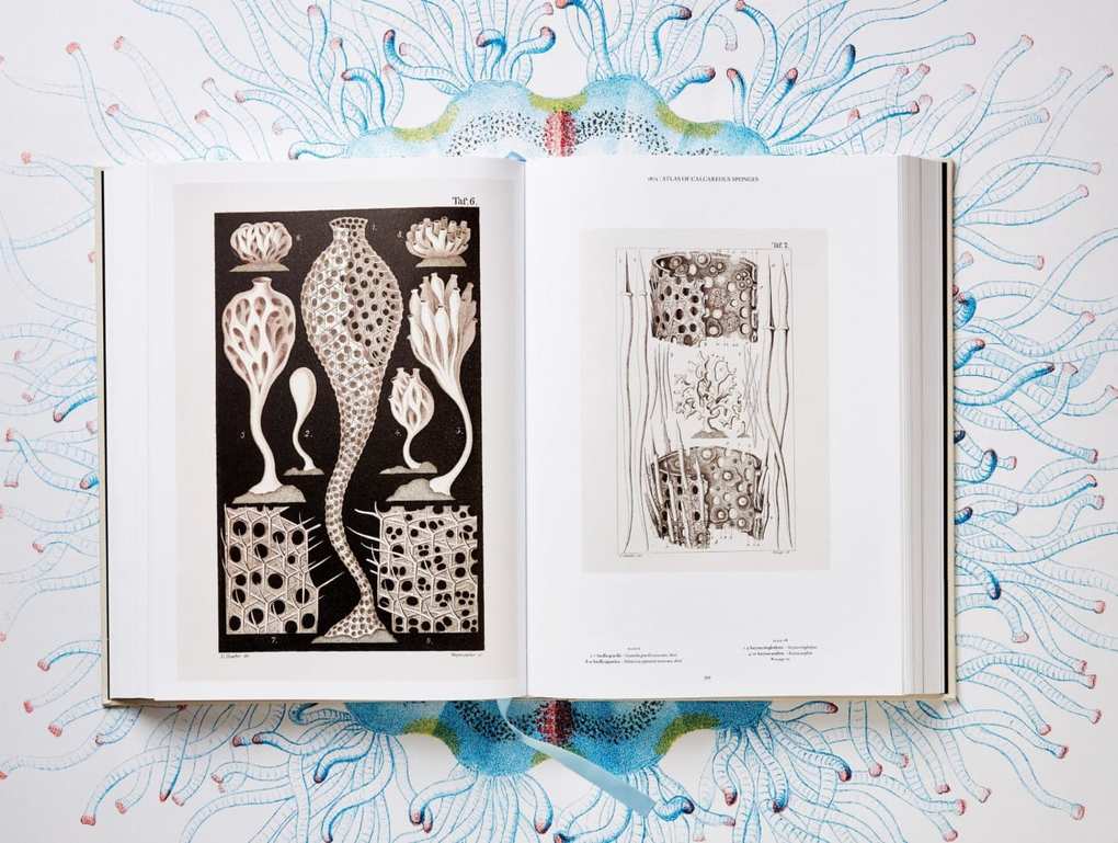 Weitere Ansicht: The Art and Science of Ernst Haeckel | Rainer Willmann, Julia Voss