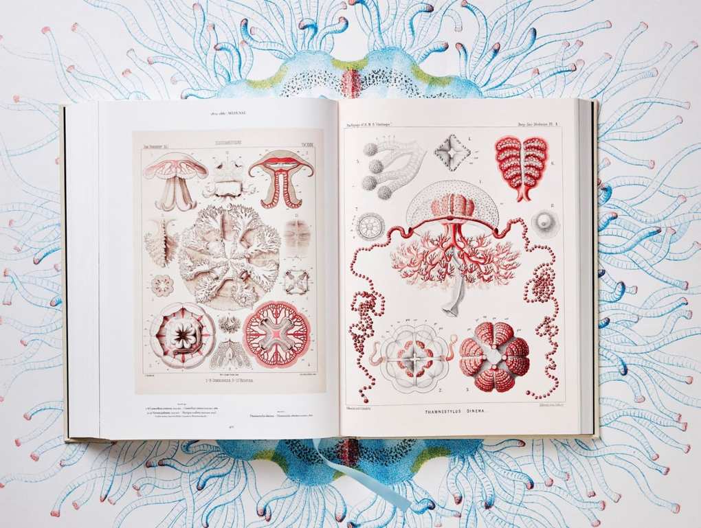 Weitere Ansicht: The Art and Science of Ernst Haeckel | Rainer Willmann, Julia Voss