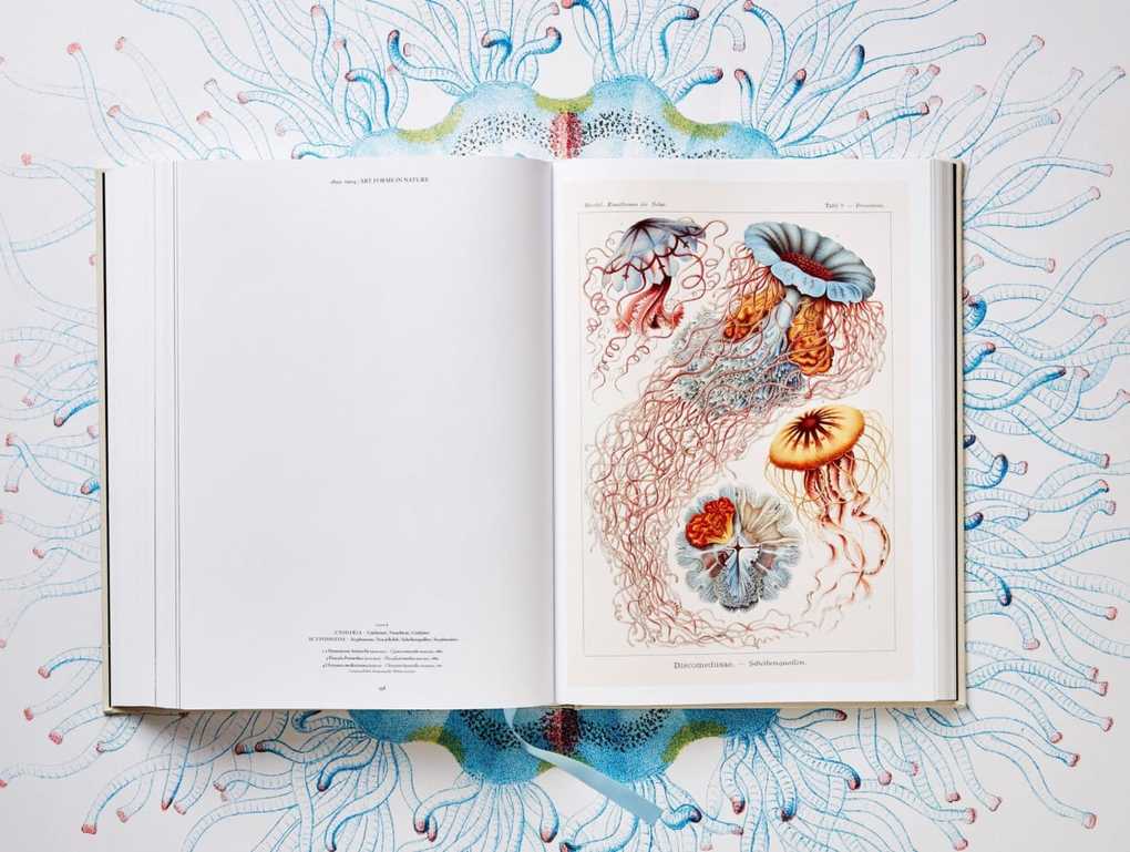 Weitere Ansicht: The Art and Science of Ernst Haeckel | Rainer Willmann, Julia Voss