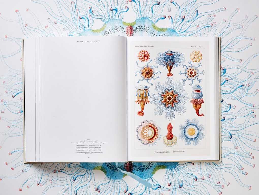 Weitere Ansicht: The Art and Science of Ernst Haeckel | Rainer Willmann, Julia Voss